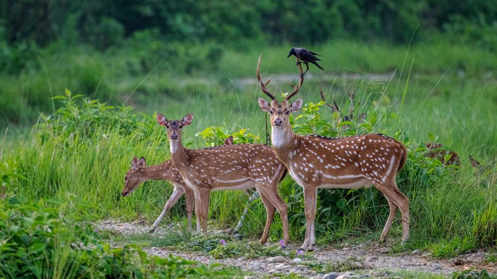 Wildlife Sanctuaries in Madhya Pradesh - Deer