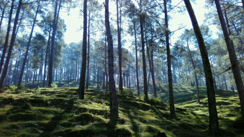 Offbeat Hill Stations Near Delhi for November Weekend