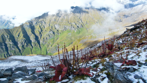 Nanda Devi National Park - Nanda_Devi_Biosphere_Reserve_-_Chamoli