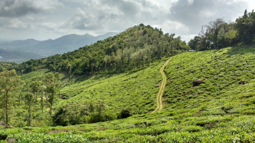 Best Trekking Trails in Wayanad - Wayanad India
